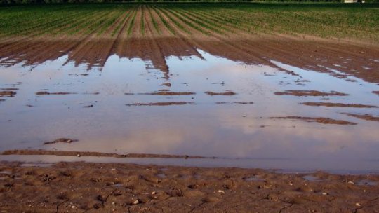 Sute de hectare de terenuri agricole, inundate de Crişul Alb