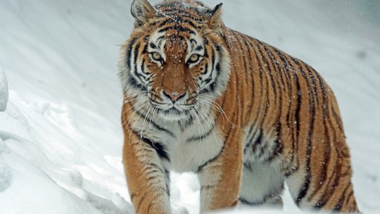 Animalele de la Grădina Zoologică din Bârlad, aclimatizate la temperaturile scăzute