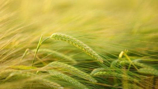 Cererile de acordare a grantului în domeniul agricol vegetal, poate fi solicitat până pe 8 martie