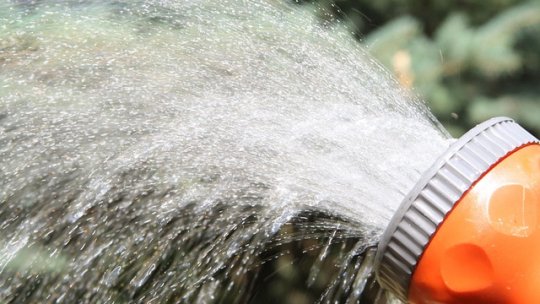 Udarea pomilor și arbuștilor fructiferi