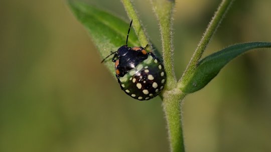 Combaterea bolilor și dăunătorilor în livezi