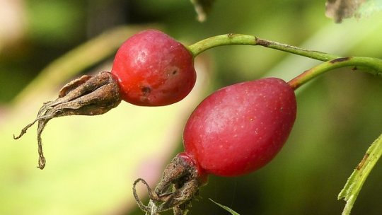 Cum preparăm un fructin de măceșe