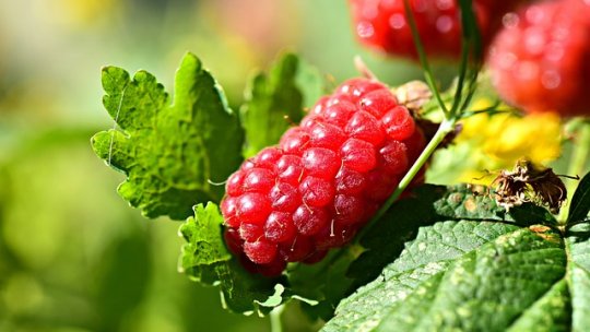 Activități pregătitoare pentru cultura zmeurului