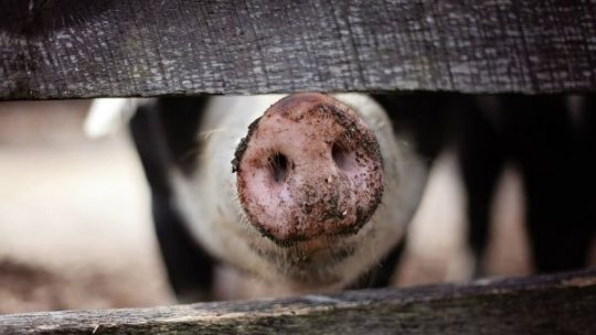 20.000 de porci vor fi eutanasiaţi după identificarea unui focar de pestă porcină africană la o fermă din Vrancea