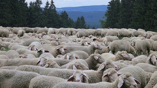 Nemulţumirile exprimate de fermierii din România şi UE sunt în primul rând urmare a actualei politici agricole comune