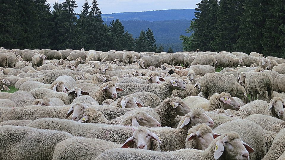 Nemulţumirile exprimate de fermierii din România şi UE sunt în primul rând urmare a actualei politici agricole comune