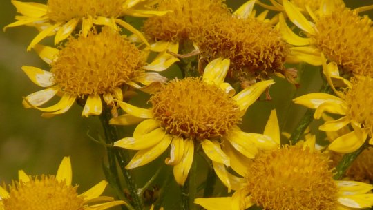 Arnica: o floare mică cu beneficii mari!