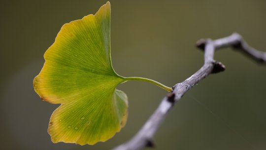 Ginkgo biloba și memoria: îndoieli