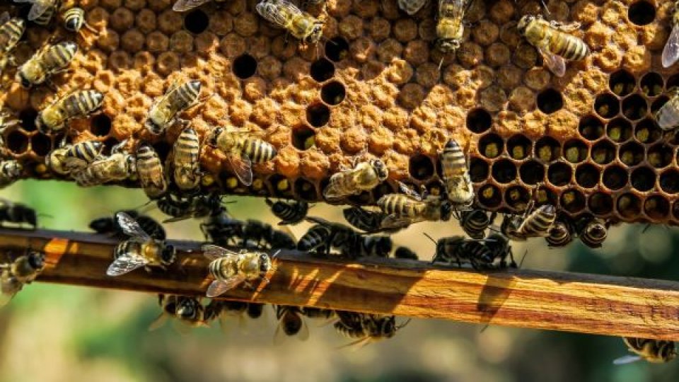 Stupinele din Hunedoara, în pericol: 20% din familiile de albine sunt infestate cu un parazit devastator