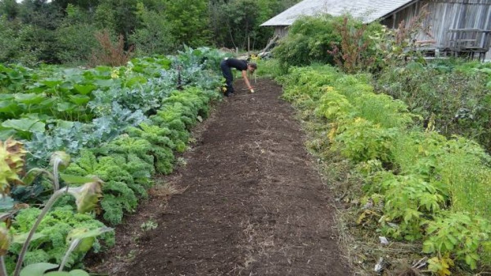 Importanța solului. Sursa neștiută a vieții și a securității alimentare