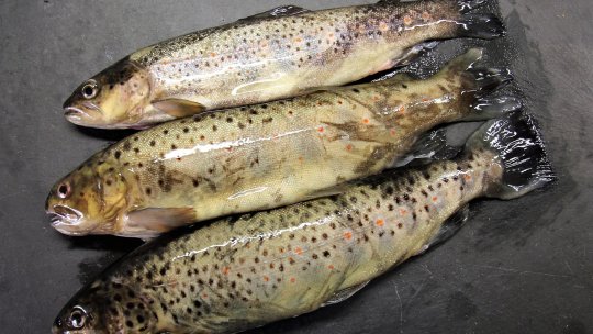 Rețeta zilei: Păstrăv la abur cu legume tocate