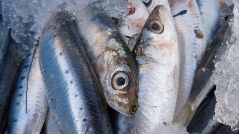 Rețeta zilei: Sardine pe pat de ceapă