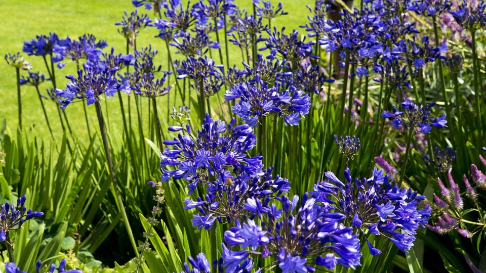 Grădinărit fără pesticide