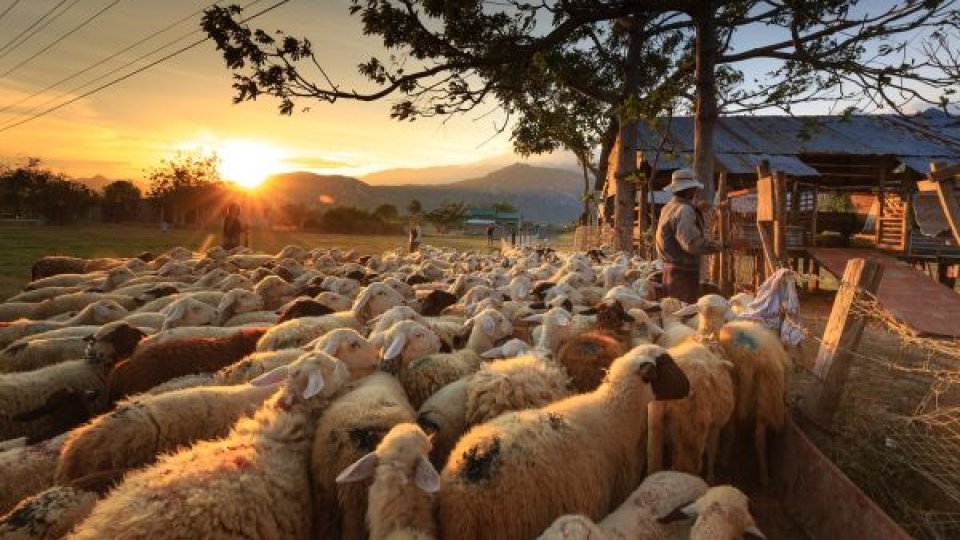 Noua epidemie de variolă ovină se extinde alarmant în Grecia