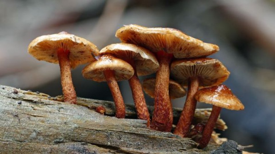 O femeie căzută într-o râpă în căutarea ciupercilor, salvată de pompieri după o intervenție dificilă