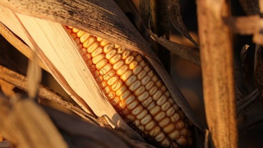 Lucrările agricole în Octombrie, luna lui Brumărel