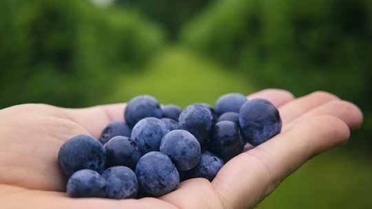 Plantarea arbuștilor fructiferi în octombrie - I