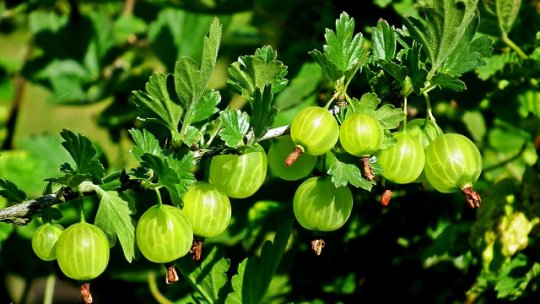 Plantarea arbuștilor fructiferi în octombrie - III