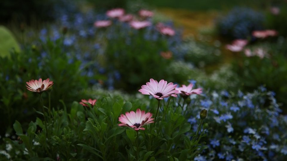 Flori de toamnă în gradina – III