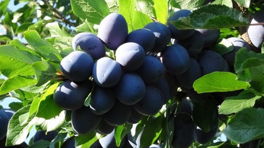 Înfiinţarea plantaţiei de prun - II