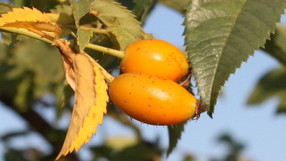 Cultura Măceşului – I