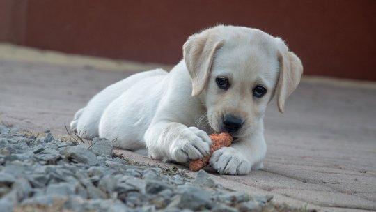 De ce ar trebui să eviți să-ți hrănești animalul de companie cu carne crudă