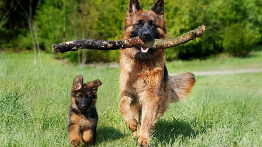 Și animalele noastre de companie este sănătos să își păstreze silueta