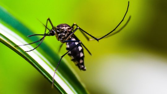 Crește numărul de decese provocate de febra Dengue