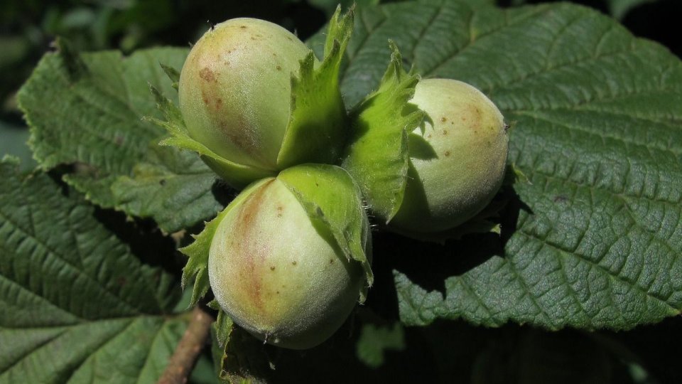 Plantațiile de aluni, o afacere în creștere pentru fermierii români. De la provocările agriculturii ecologice la produsele gourmet