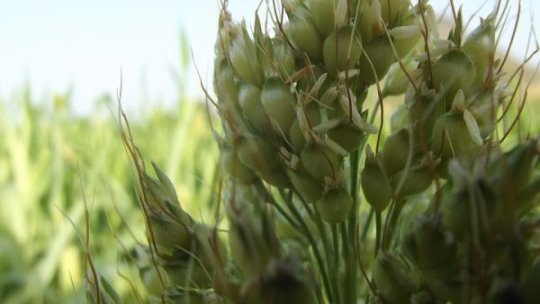 Sorgul, cultura viitorului. O soluție rezistentă la secetă și cu utilizări variate în agricultură