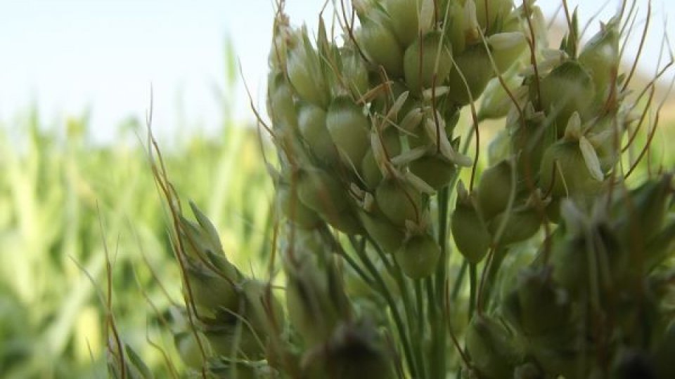 Sorgul, cultura viitorului. O soluție rezistentă la secetă și cu utilizări variate în agricultură