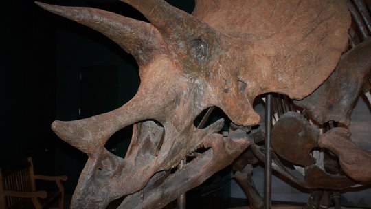 Trei schelete de dinozaur datând din perioada jurasică vor fi scoase la licitaţie în Londra