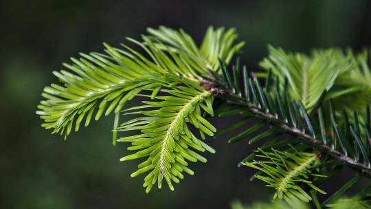 Buzău: Direcţia Silvică va putea produce un milion de puieţi de stejar şi din alte specii de arbori în solarii