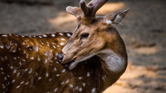 Mureş: S-a născut un cerb axis la Zoo Târgu Mureş