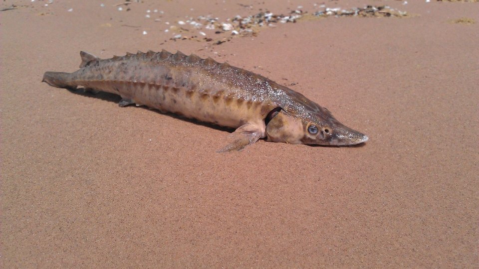 Sturion de aproape 150 de kilograme, capturat de pescari în Dunăre