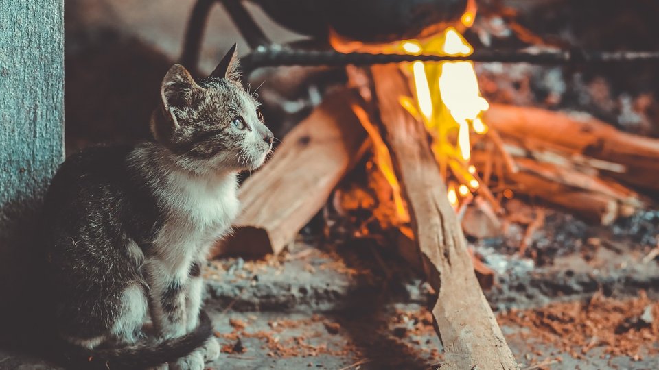 Ce obiceiuri de Crăciun se mai păstrează în localitatea tulceană Cerna