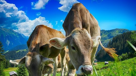 Valoarea pășunatului ca instrument de prevenire a incendiilor de vegetație