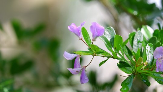 Desmodium, o plantă care ajută ficatul