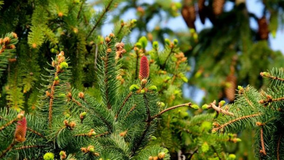 Campania de împăduriri 2024: Peste 3 milioane de puieți forestieri plantați de Romsilva