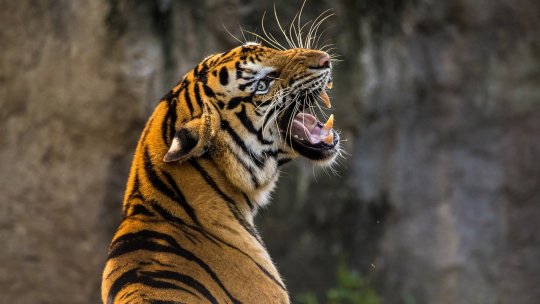 Incidentul de la Piteşti, unde un bărbat a fost ucis de un tigru, analizat cu angajaţii Grădinii Zoologice