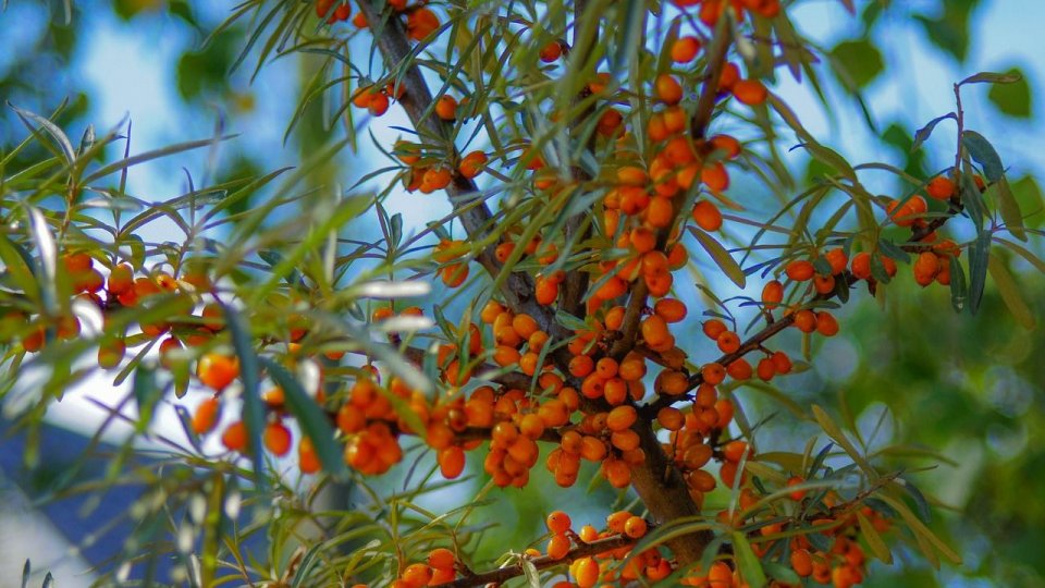 Povestea Andreei Bolog: Siropuri de cătină naturale, sănătate din inima Timișoarei