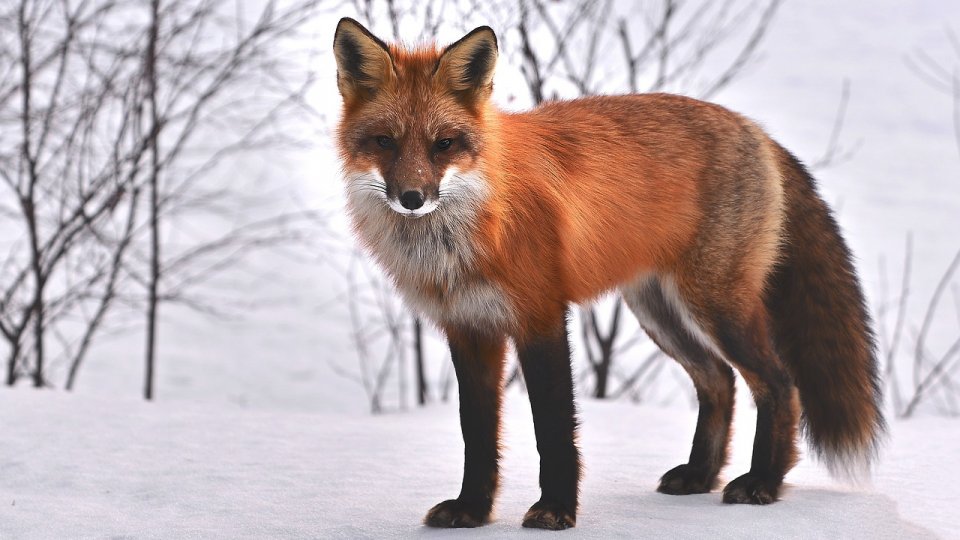 Vulpe cu rabie într-o comună din Satu Mare; zonă de protecţie specială