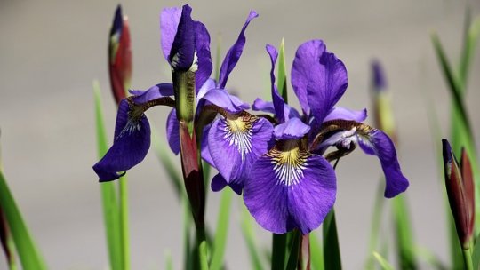 Sfaturi privind cultivarea stânjeneilor