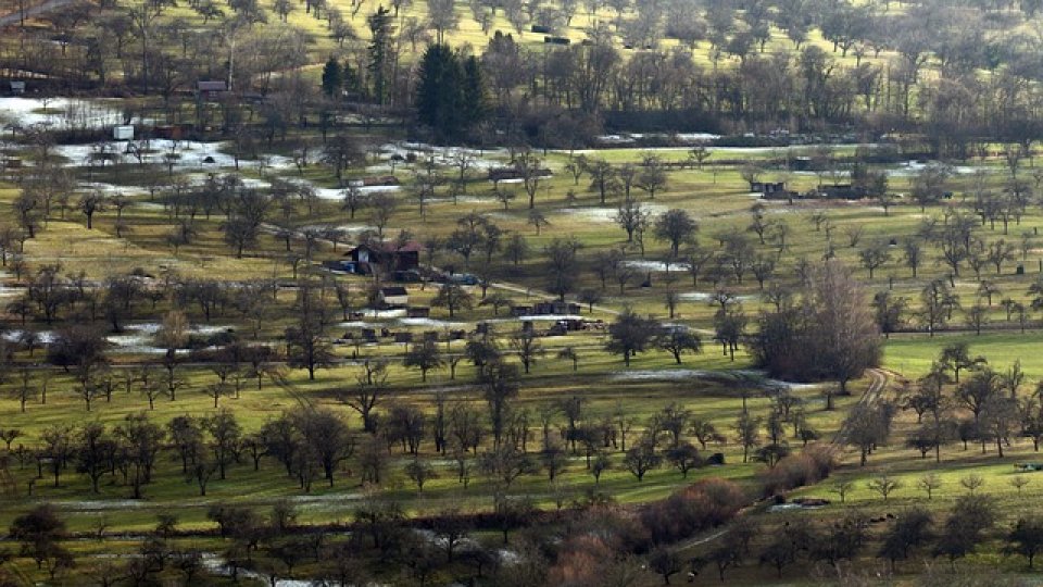 Tratamentele fitosanitare de iarnă la pomii fructiferi