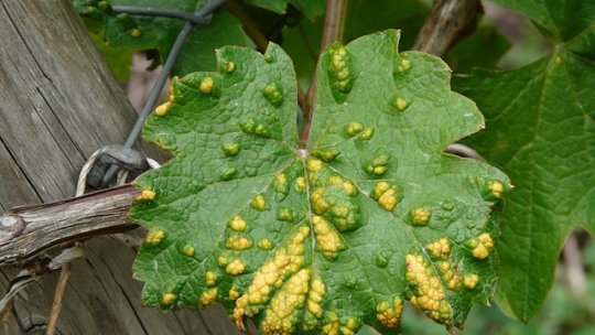 Tratamentele fitosanitare în viticultură