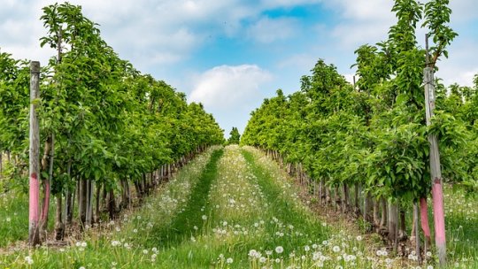 Considerații generale privind cultivarea pomilor fructiferi – I