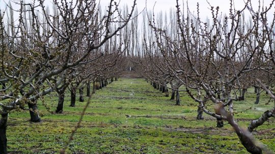 Cultivarea pomilor fructiferi - II