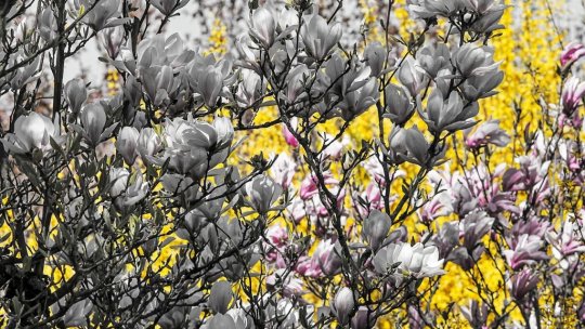 Cetăţenii din Covasna pot solicita municipalităţii pomi ornamentali şi alte materiale pentru înfrumuseţarea spaţiilor verzi