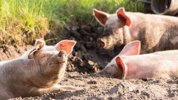 Focar de pestă porcină africană confirmat în localitatea sibiană Sângătin