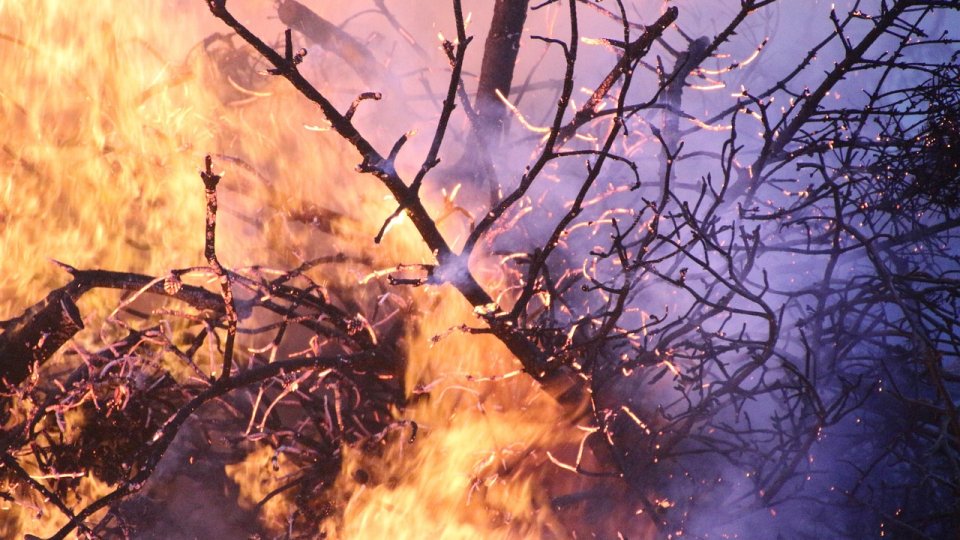 Vrancea: Peste 40 de hectare de vegetaţie cuprinse de flăcări la Dumitreşti şi Gura Caliţei